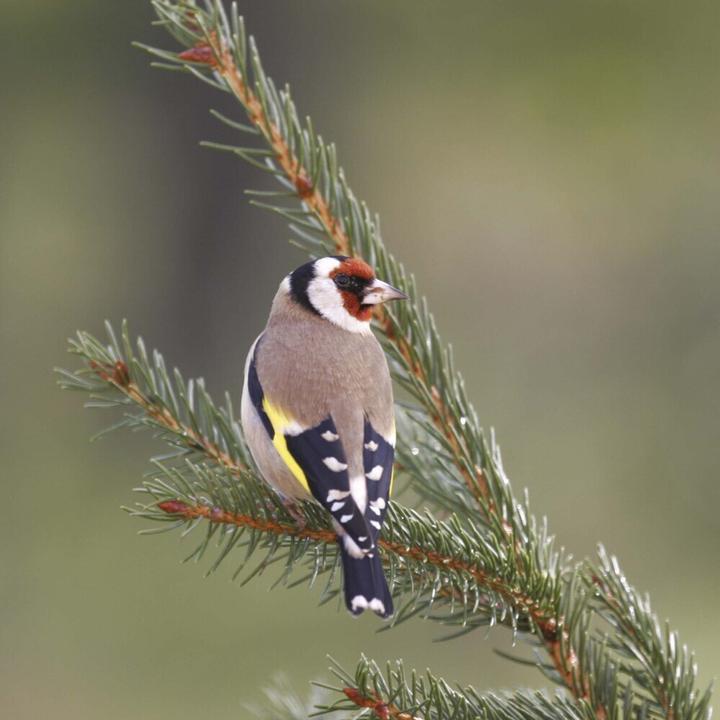 Produktbild Birds 2025 (30 x 30 cm, Harter Einband, Englisch, Spanisch, Italienisch, Französisch, Tschechisch, Polnisch, Niederländisch, Deutsch)