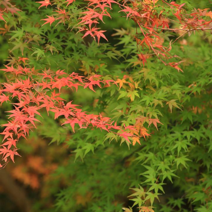 Image du produit Plant in a Box Acer palmatum 'Moonrise' - Érable à feuilles d'érable (40 cm)