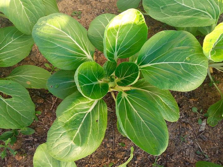 Actual product image Living Seeds Verdure Asiatique Pak-Choi (Vegetable seeds)