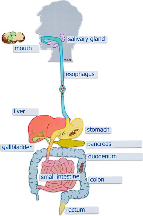 Immagine prodotto Betzold Organi digestivi, materiale per lavagna magnetica (Tedesco, Francese, Inglese)