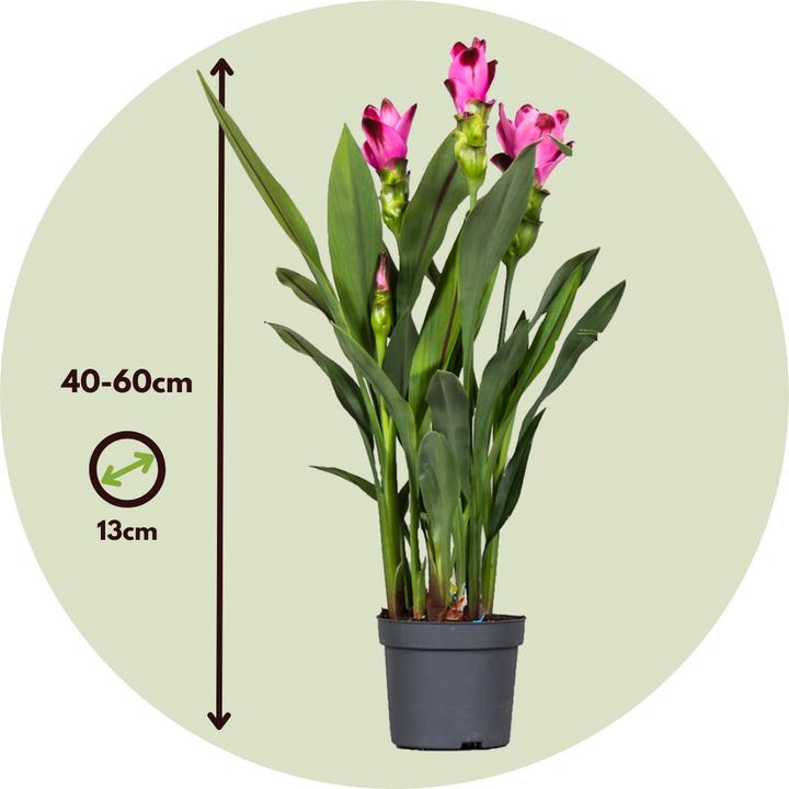 Image du produit Plant in a Box Curcuma alismatifolia 'Siam Splash' - Kurkumen (40 cm, Respectueux des animaux)
