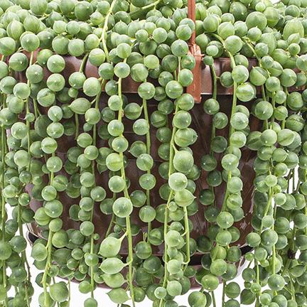 Image du produit Kakteen Gautschi Senecio rowleyanus (40 cm)
