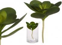 Immagine prodotto Ibergarden pianta a foglia rotonda (16 cm)
