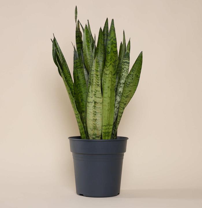 Immagine prodotto Mary and Plants Serpente corallo nero HAY Nero (80 cm)