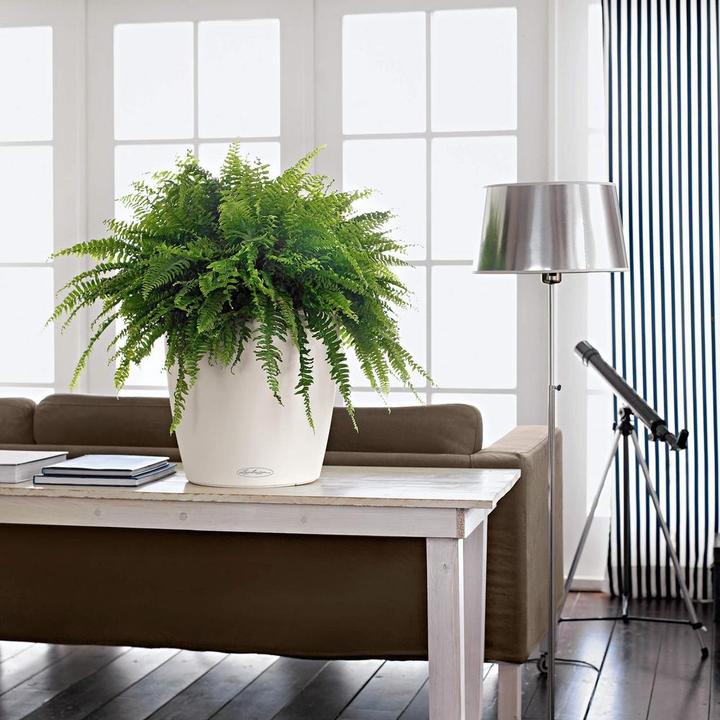 Immagine prodotto Lechuza Colore Classico (27.50 cm)