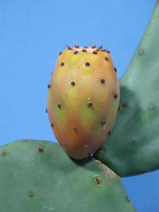 Produktbild Kakteen Gautschi Opuntia essbare Früchte (55 cm)