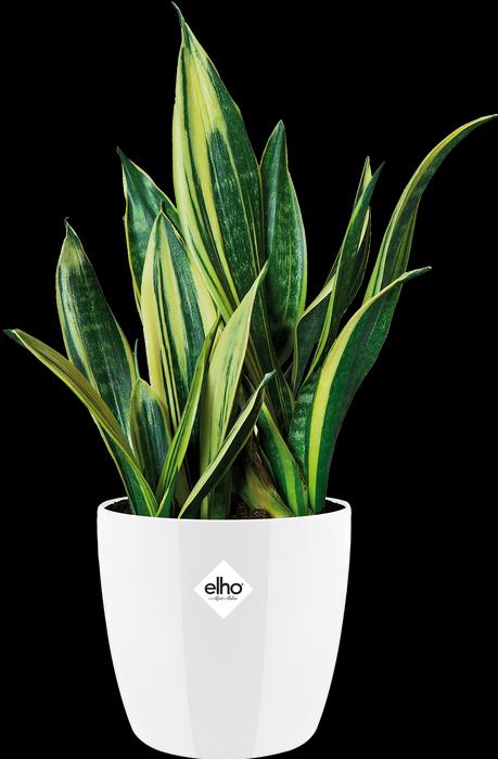 Image du produit Elho Bruxelles Diamant (14 cm)