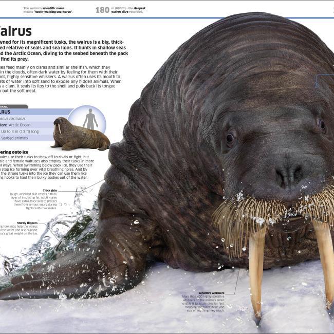 Actual product image Knowledge Encyclopedia Ocean! (English, Collectif, 2020)