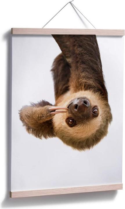Actual product image Trenddeko The Sloth (30 x 40 cm)