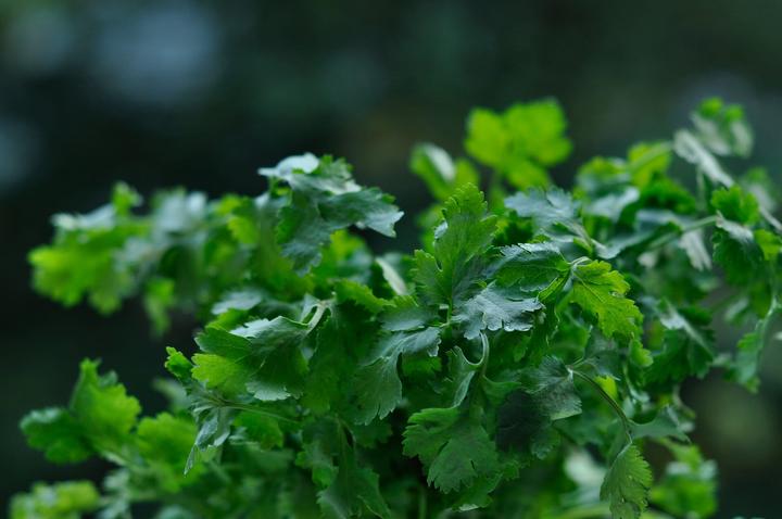 Immagine prodotto Living Seeds Coriandoli (Semi di erbe)