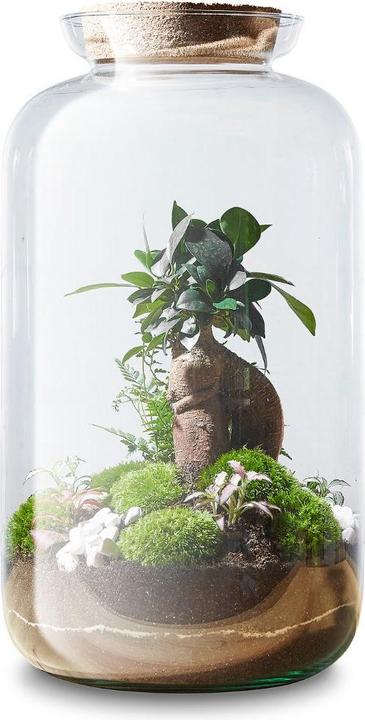 Actual product image Green Bubble DIY bottle garden, plants in glass: Manhattan Jungle (41 cm)