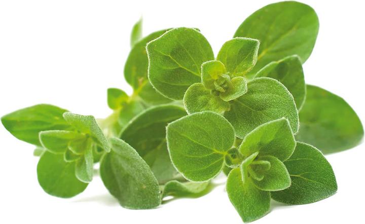 Produktbild Click and Grow Oregano (Kräutersamen)