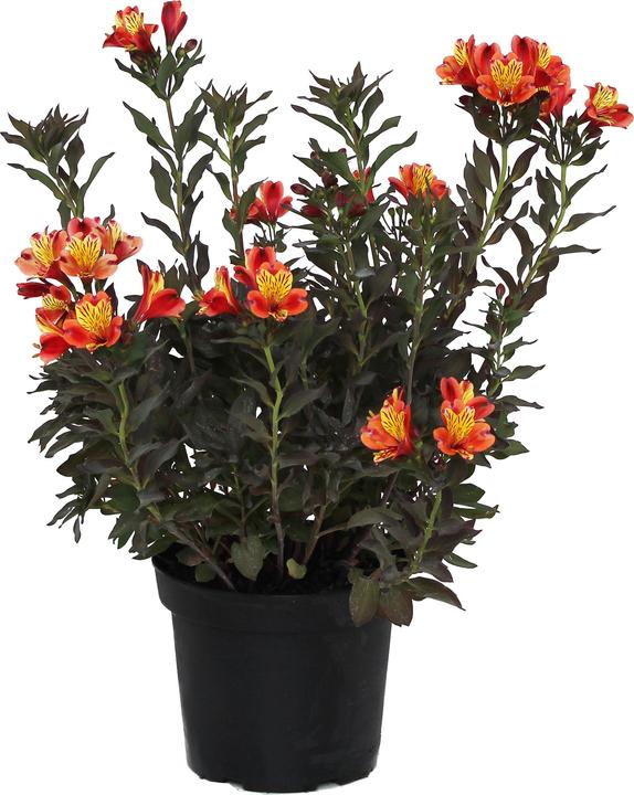 Produktbild Zulauf Alstroemeria 'Indian Summer'® / Inkalilie 'Indian Summer' ® (50 cm)