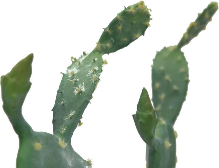 Actual product image Europalms Leaf Cactus, Artificial Plant, 76cm (76 cm)