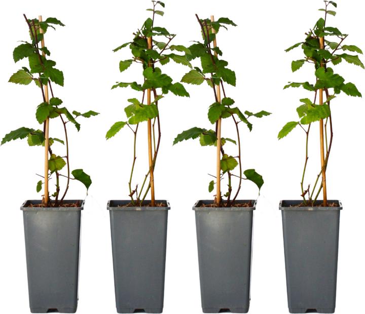 Immagine prodotto Plant in a Box Rubus fruticosus Thornfree - set di 4 piante di mora (50 cm)