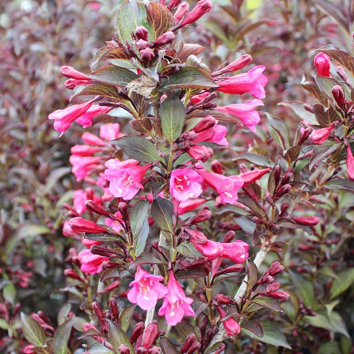 Produktbild Zulauf Weigelie / Weigela florida 'Alexandra'® (50 cm)