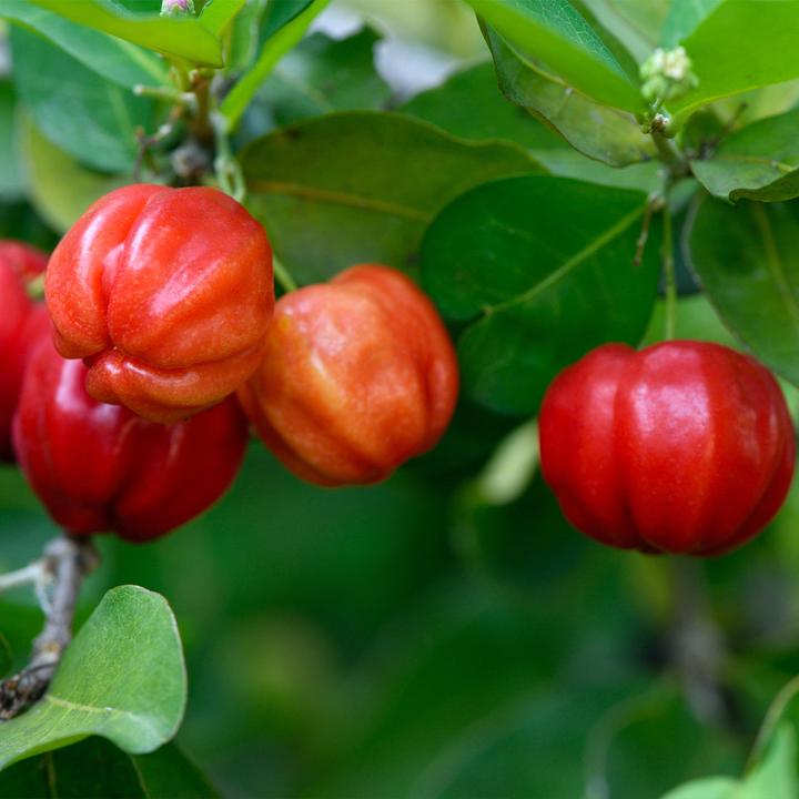 Image du produit Sekoya Acérola + | Vitamine C naturelle (180 pièce(s), Cachets)
