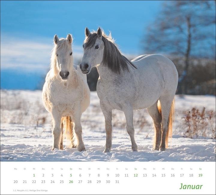 Actual product image Horse picture calendar 2024. animal calendar for horse lovers. Calendar with spectacular photos of (Hardcover, German)
