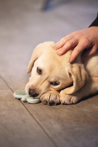 Immagine prodotto Beeztees Succhietto dentale (Gioco da masticare per cani)