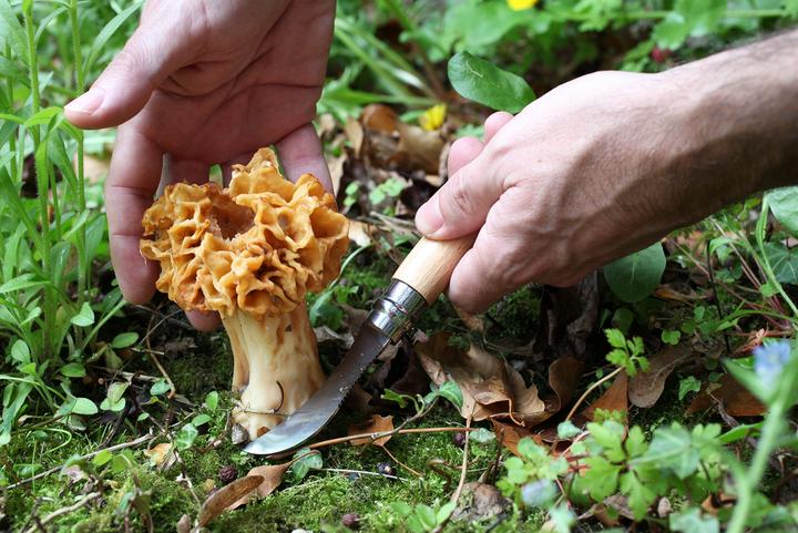 Produktbild Opinel Pilzmesser (7 cm)