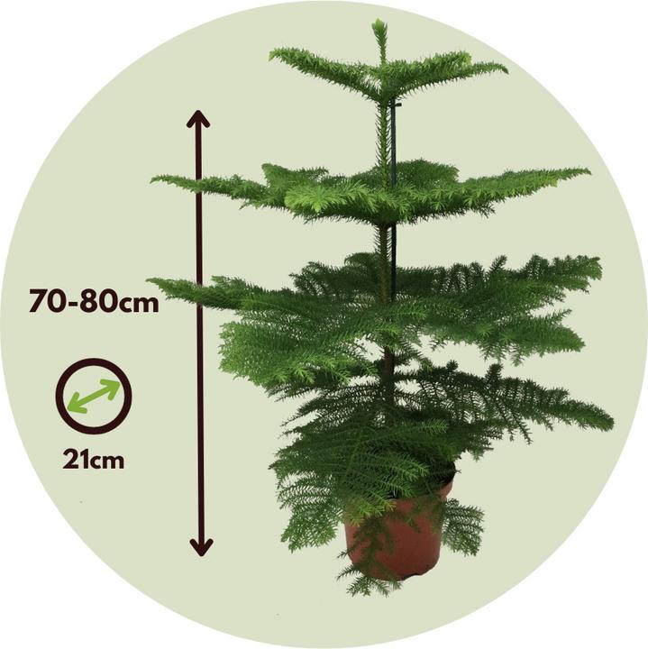 Immagine prodotto Plant in a Box Araucaria Heterophylla - Pino delle isole di Norfolk (80 cm)