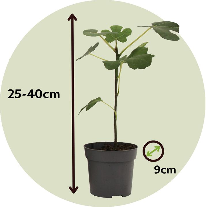 Actual product image Plant in a Box Citrus calamondin, citrus limon, ficus carica, olea - set of 8 Mediterranean fruit trees (25 cm)