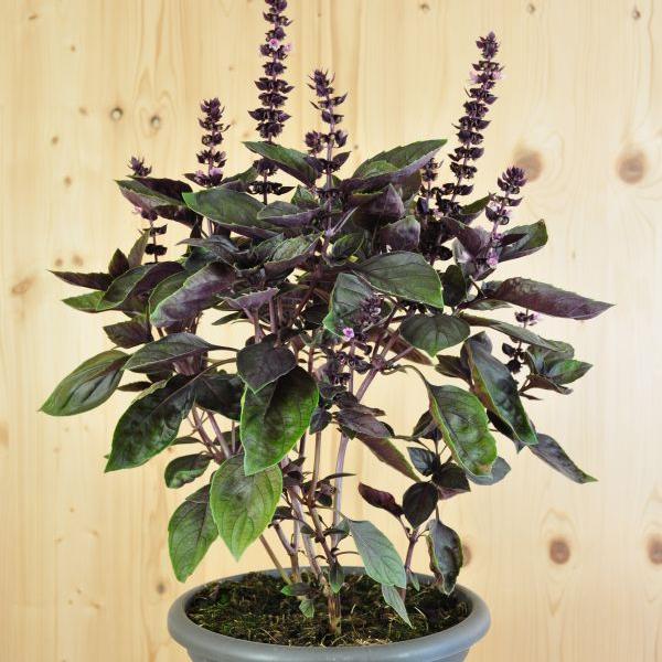 Säntispracht Basilic arbustif - Ocimum basilikum 'Calimba Red (60 cm)