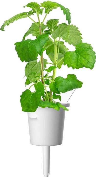 Immagine prodotto Click and Grow Erba gatta (Semi di erbe)