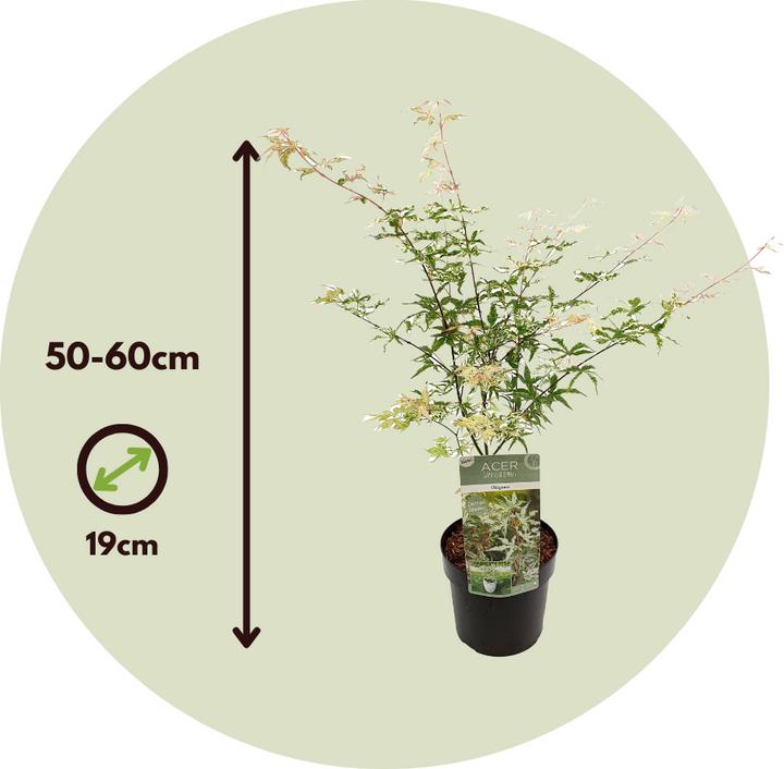 Produktbild Plant in a Box Acer palmatum 'Ukigumo' - Japanischer Ahorn (50 cm)