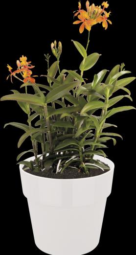 Actual product image Elho b.for original (14 cm)