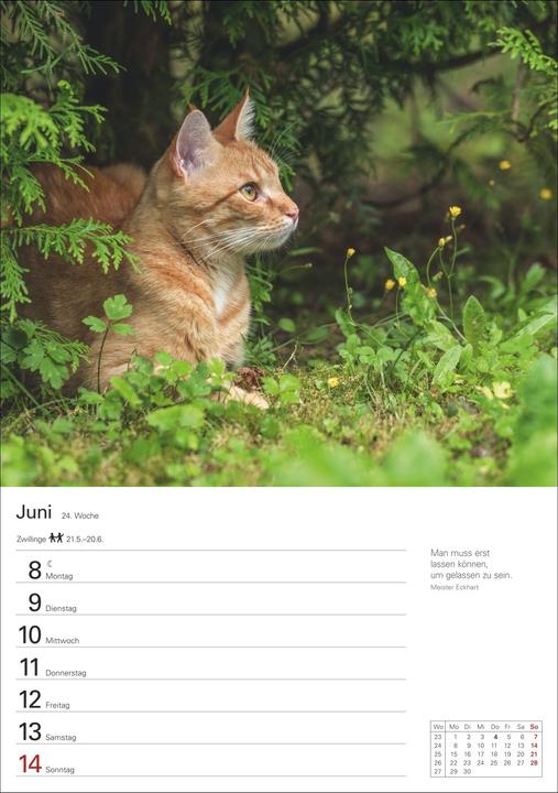 Actual product image Harenberg Katzen Wochenplaner 2026 - 53 faszinierende Fotografien (Hardcover, German)