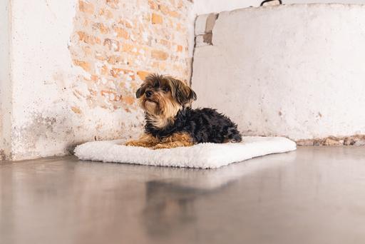 Actual product image Designed by Lotte Ligra (Dog)