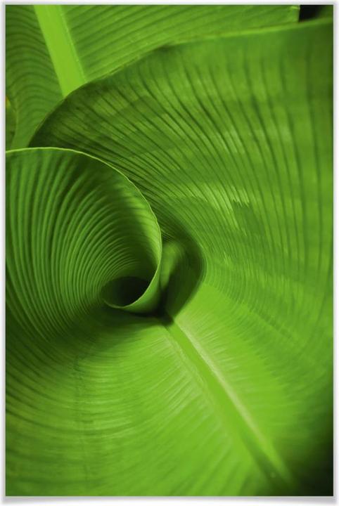 Immagine prodotto Trenddeko foglia di banana (40 x 60 cm)