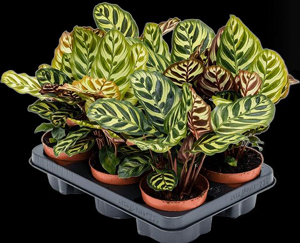 Produktbild Mahaloplants Calathea Makoyana (35 cm, Tierfreundlich)