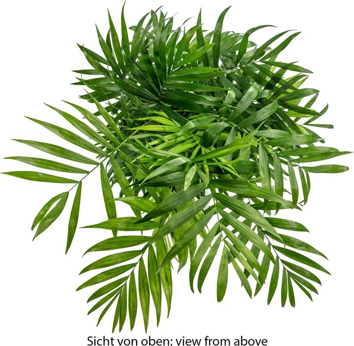 Produktbild Flowerbox Bergpalme - Chamaedorea elegans (70 cm)