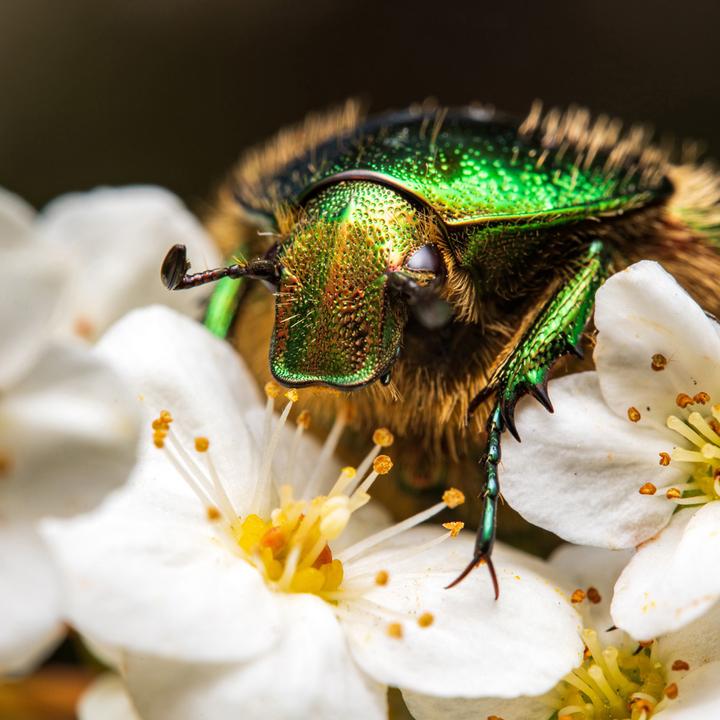 Image du produit Venus Optic 90mm f/2.8 2x Ultra Macro APO Nikon Z (Nikon Z, Plein format)