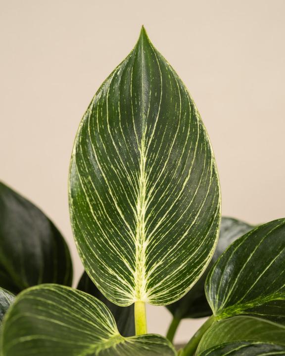 Produktbild feey Philodendron Birkin 'White Measure' (30 cm, Frisch umgetopft)