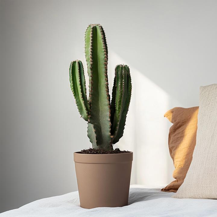 Actual product image Plant in a Box Euphorbia Ingens - Cowboy Cactus (85 cm)
