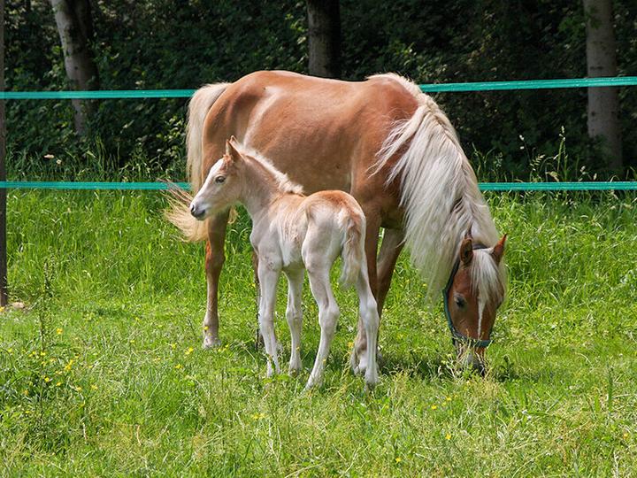 Image du produit Smartbox Séjour nature : 2 nuits avec petits déjeuners et balade à cheval (2 pers.)