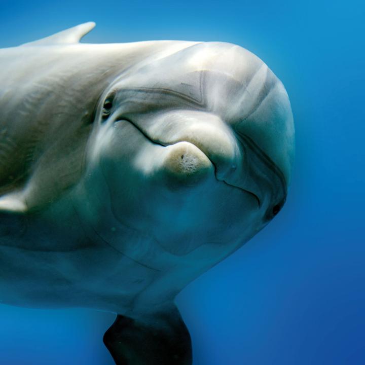 Actual product image Dolphins 2023 (Hardcover, Spanish, French, Czech, Italian, Dutch, Polish, German, English)