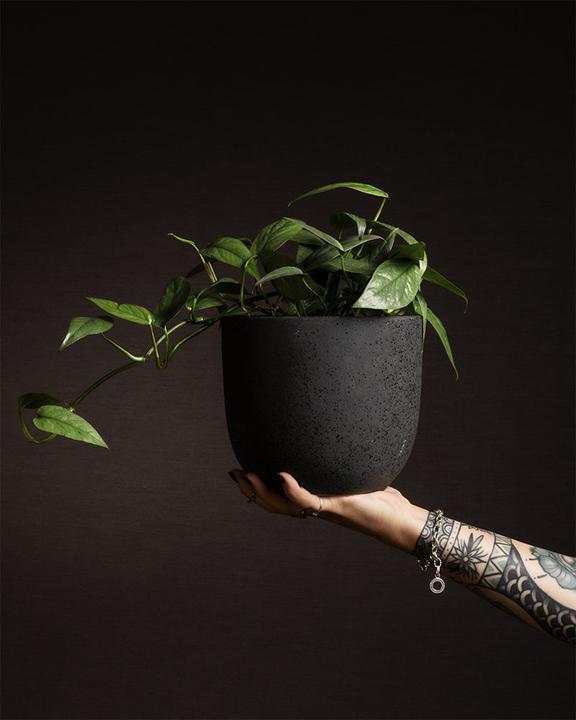 Produktbild feey Epipremnum pinnatum 'Cebu Blue' (25 cm, Frisch umgetopft)