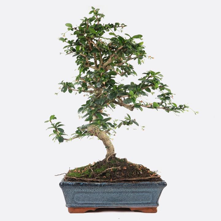 Image du produit Bonsai.ch Carmona Fukientee cm
