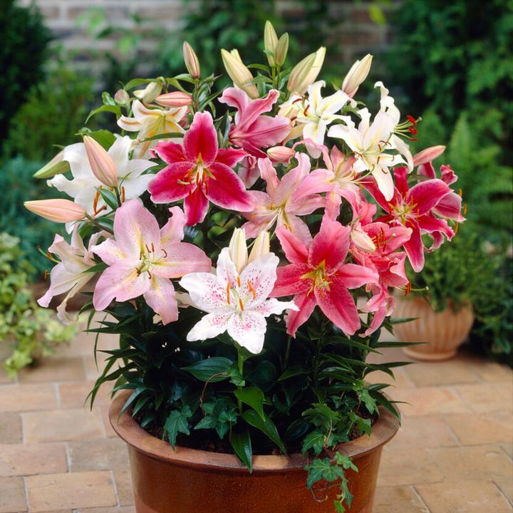 Immagine prodotto Plant in a Box Mix di Lilium orientalis - set di 10 gigli (10 cm)