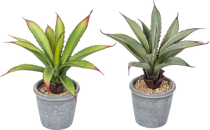 Actual product image Botanic-Haus Aloe in pot (20 cm)