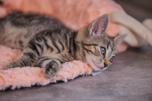 Immagine prodotto Beeztees Gattino gatto cuscino fenicottero Giba (Gatto)