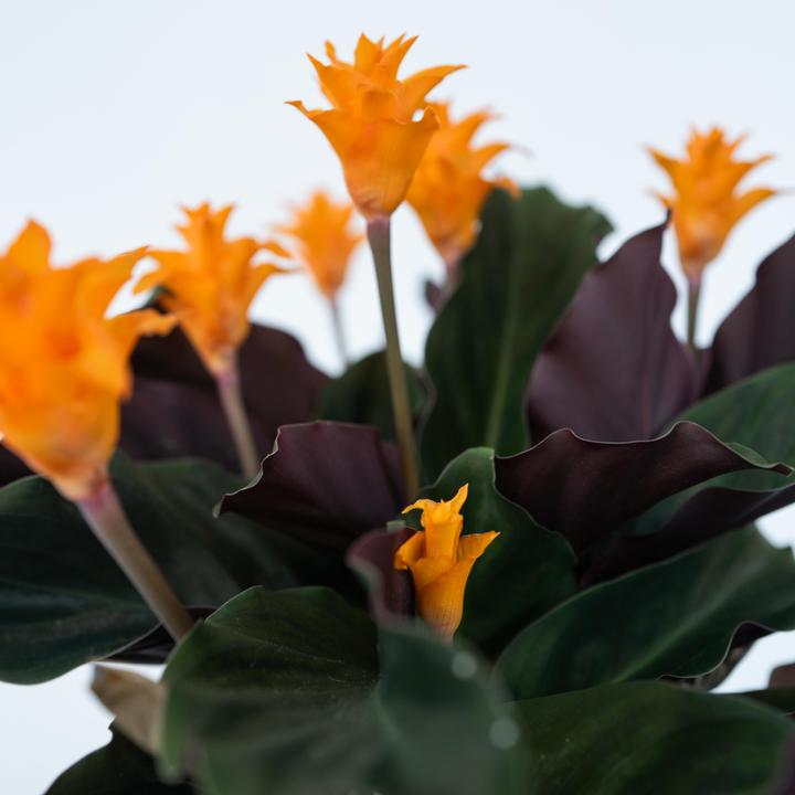 Produktbild Plant in a Box Calathea crocata Tassmania - Krokus Calathea (40 cm)
