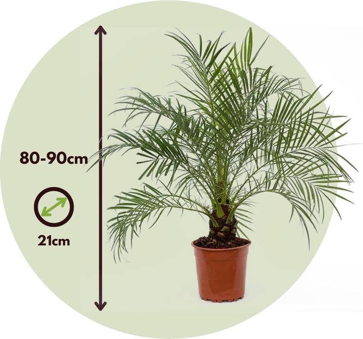 Produktbild Plant in a Box Phoenix roebelenii - Zwergdattelpalme (80 cm)