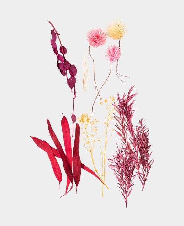 Image du produit I Am Creative Kit de fleurs séchées (Fleurs séchées)