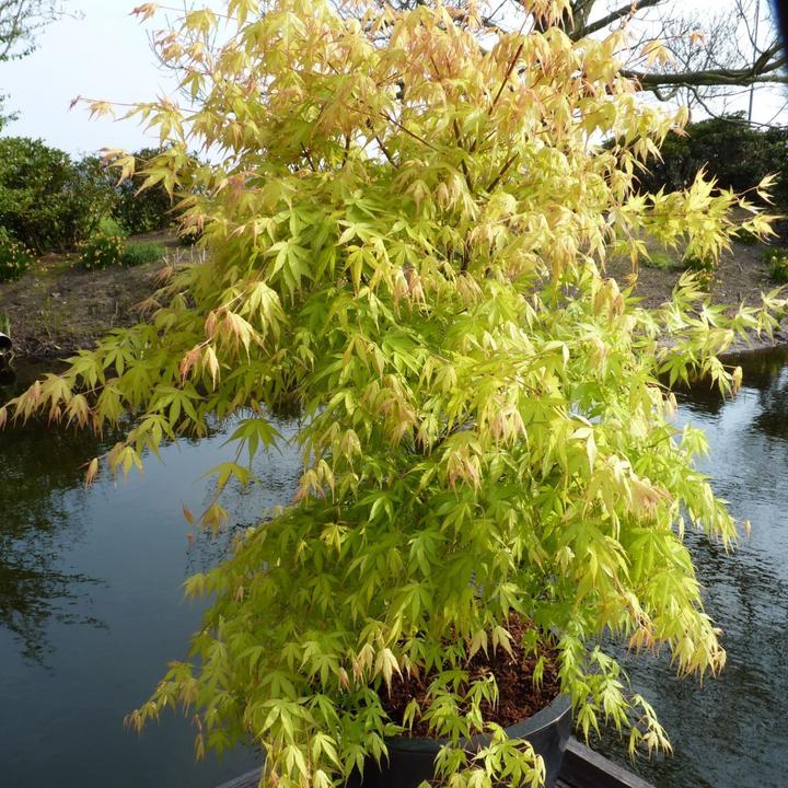 Image du produit Plant in a Box Acer palmatum 'Katsura' - Érable du Japon (70 cm)