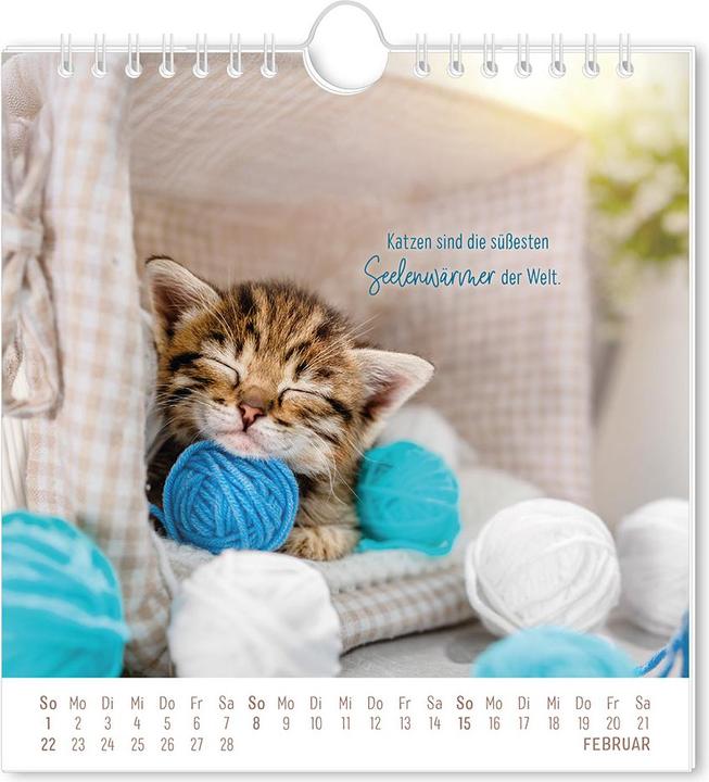 Actual product image Postkartenkalender 2026 Auf leisen Pfot (16 x 17 cm, German)